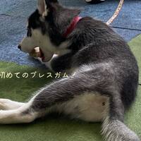 画像500