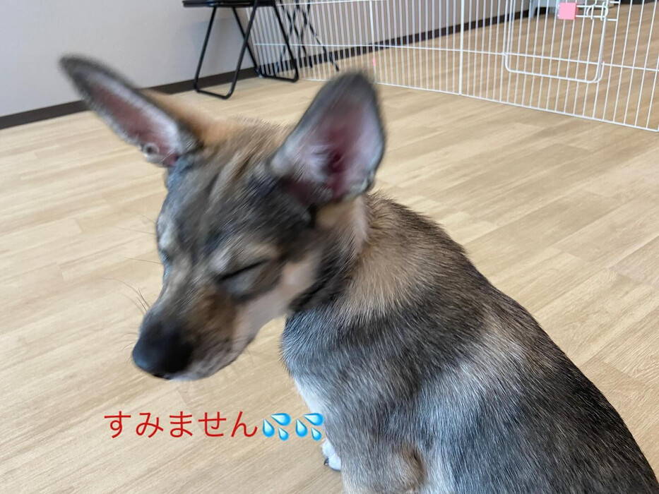 画像967